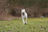 DOGUE ARGENTIN 505